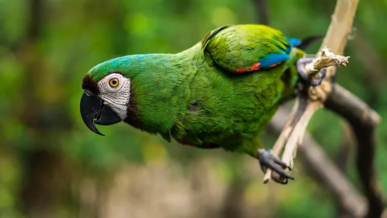 Como criar um clube de observação de aves na escola