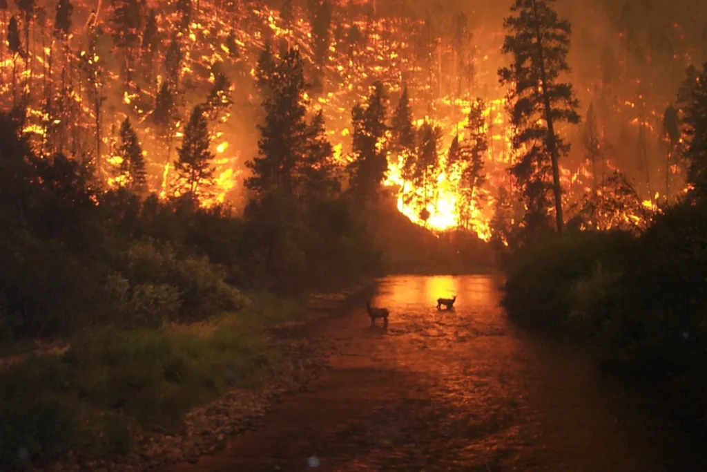 A Face da Crise Climática nos EUA