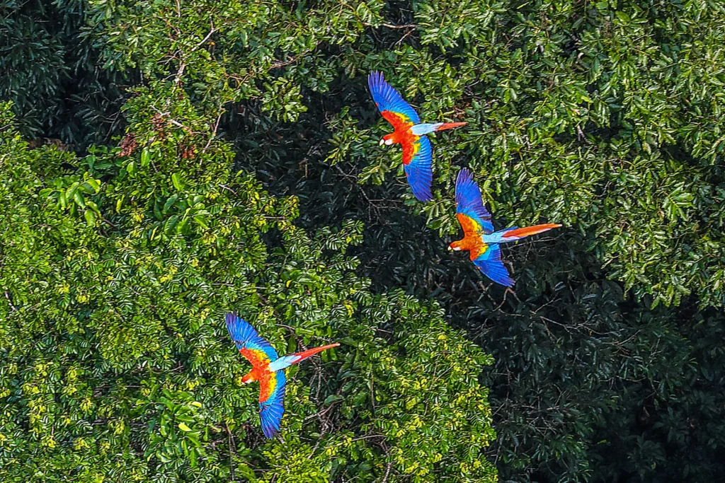 Amazônia na regulação climática