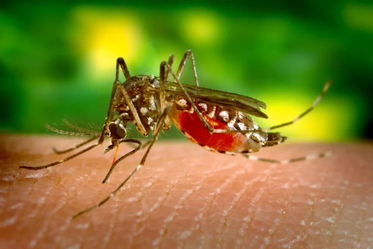 Wolbachia combate a dengue